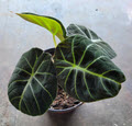 6" Alocasia Black Velvet